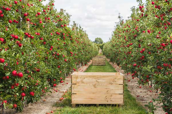 Fruit orchard trees