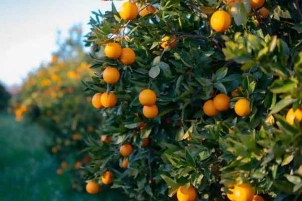Seasonal fruits on branches