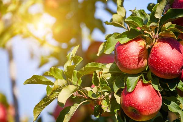 Organic fruit farming