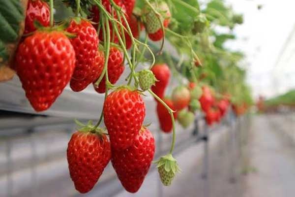 Fresh fruits sorted in crates