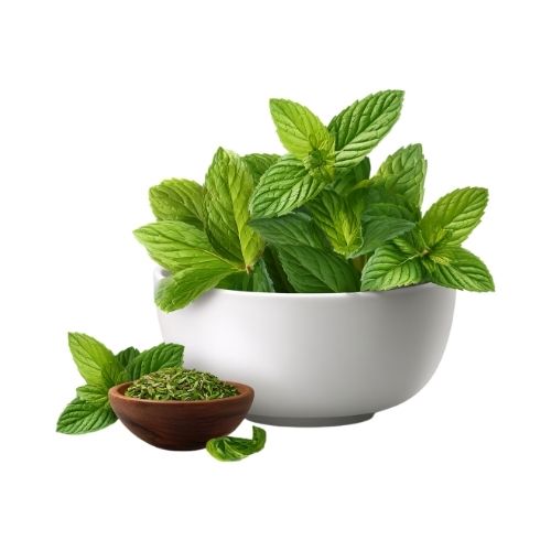 Fresh Mint
