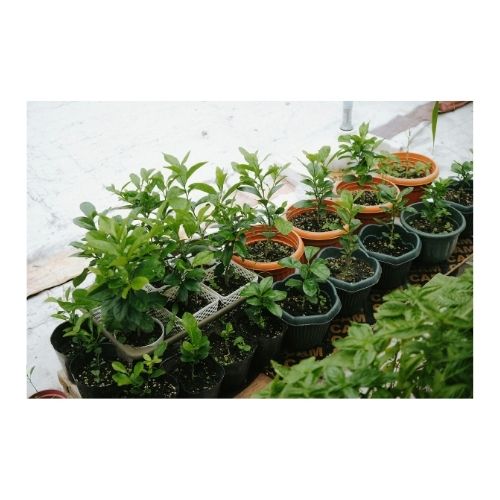 Vegetable Saplings Bundle