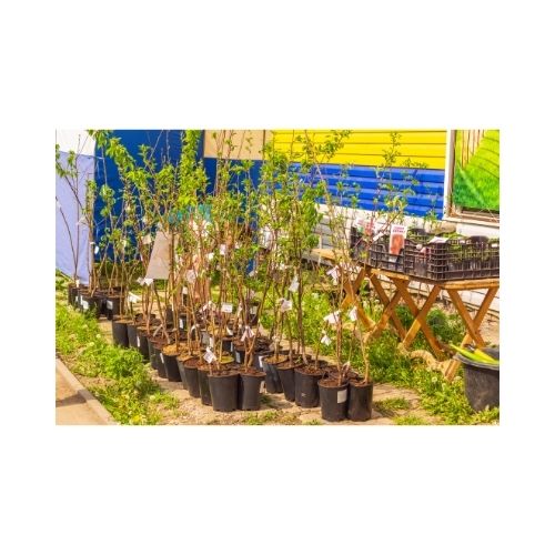 Fruit Plant Saplings