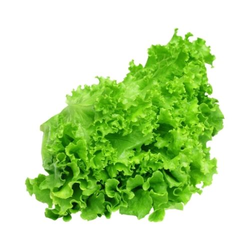 Organic Lettuce