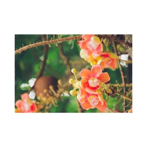Sal Leaf Products