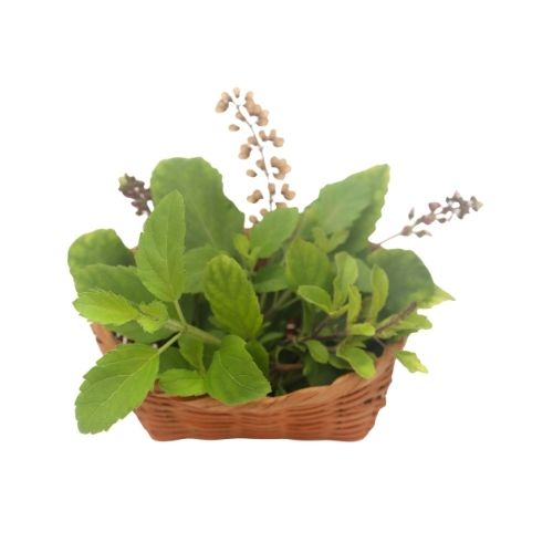 Tulsi Tea