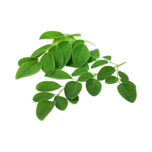 Moringa Leaves