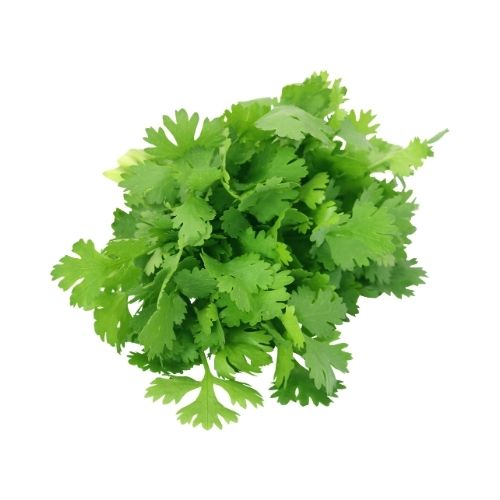 Fresh Coriander